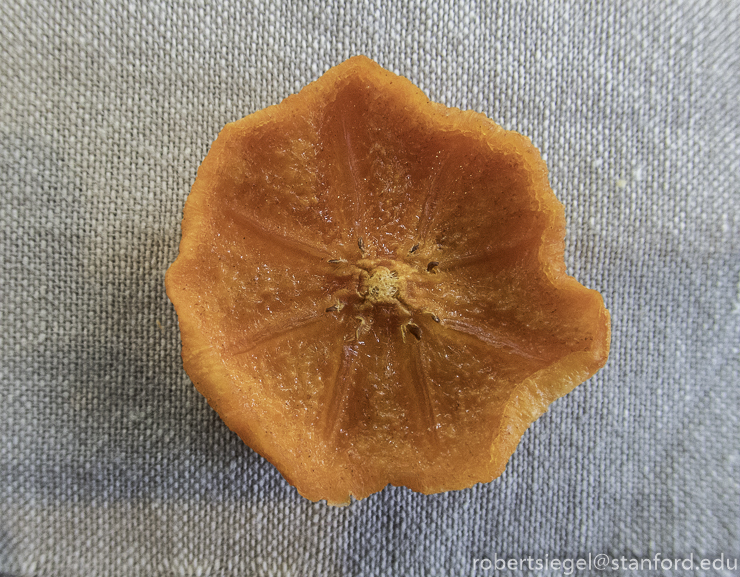 persimmon